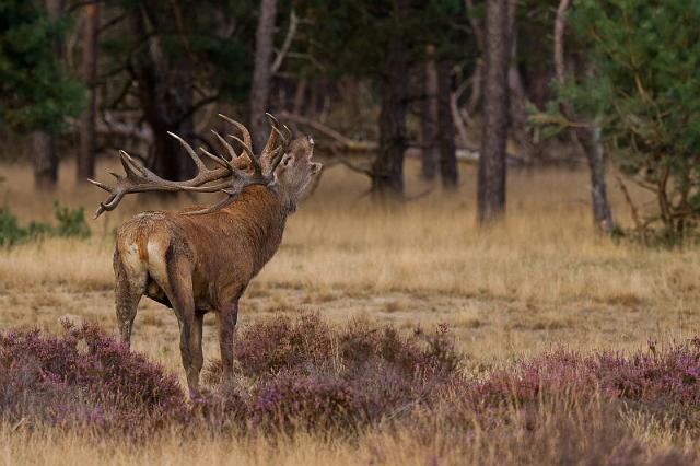 04 Hoge Veluwe, edelhert.jpg